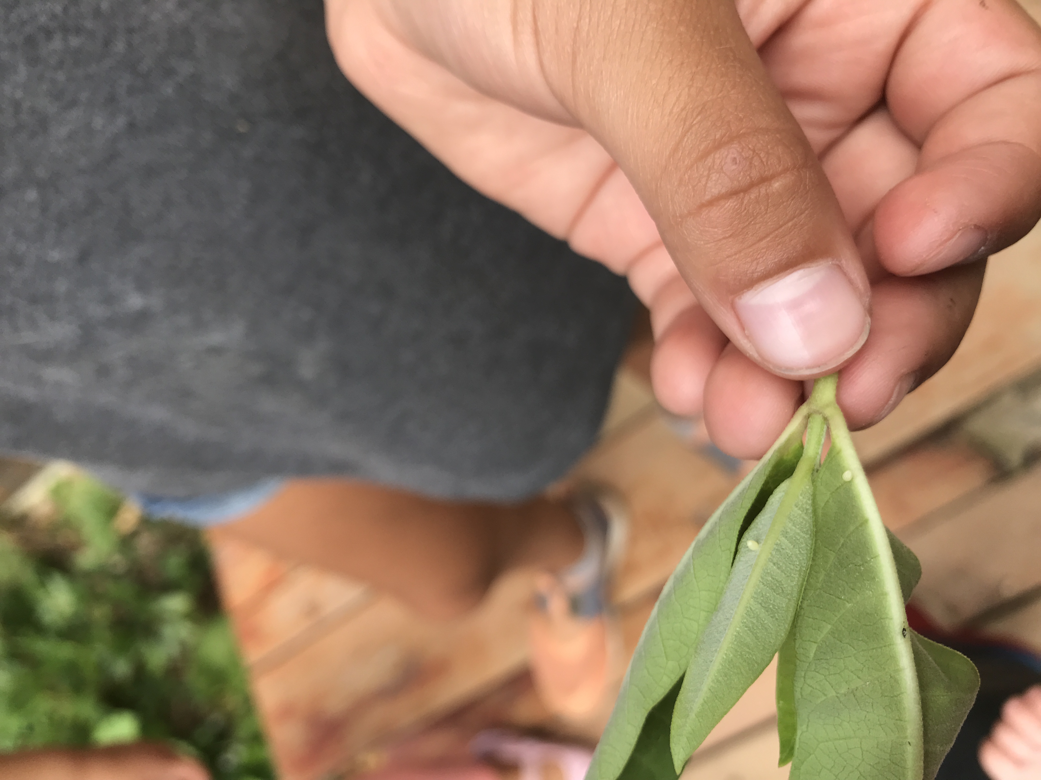 Students learned to identify the host plant (milkweed) and find the eggs of the monarch.