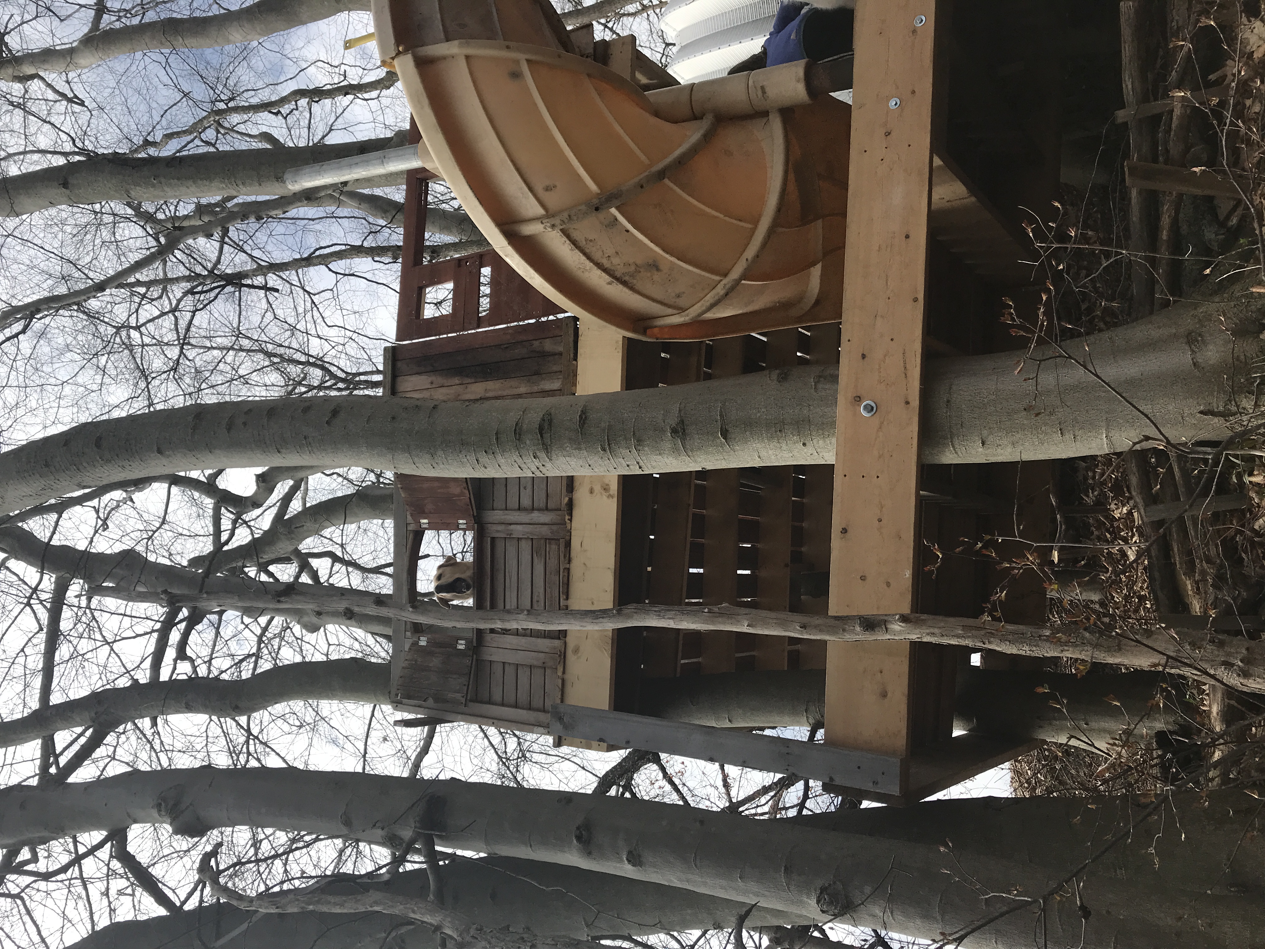 From the bottom looking up at our treehouse.