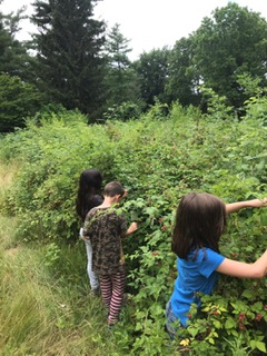 Picking black raspberries on our nature walk