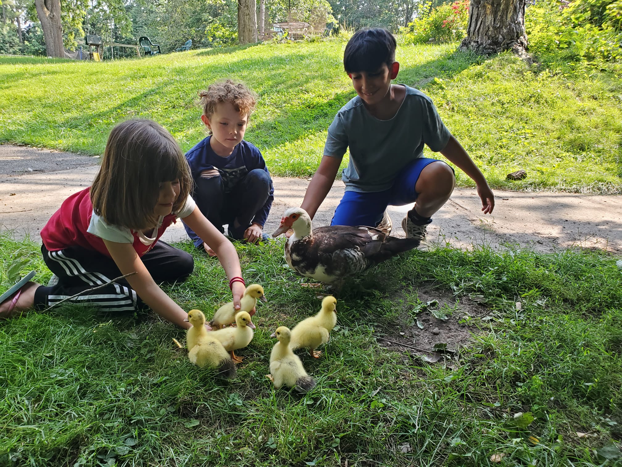 More ducklings are expected in the next three weeks!